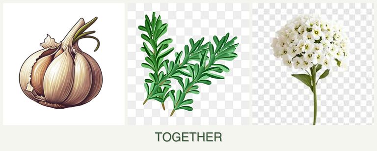 Can you plant garlic, rosemary and alyssum together?