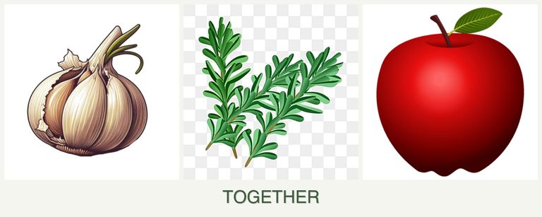 Can you plant garlic, rosemary and apples together?