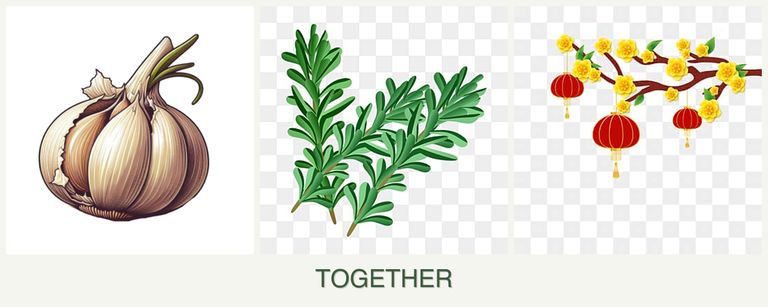 Can you plant garlic, rosemary and apricots together?