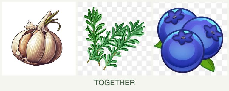 Can you plant garlic, rosemary and blueberries together?