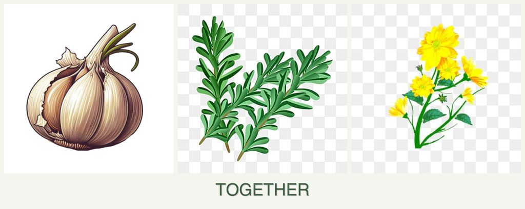 Can you plant garlic, rosemary and calendula together?