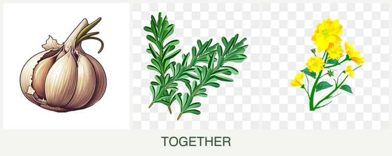 Can you plant garlic, rosemary and calendula together?