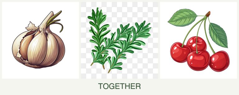 Can you plant garlic, rosemary and cherries together?