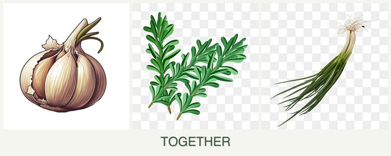 Can you plant garlic, rosemary and chives together?