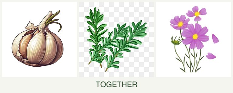 Can you plant garlic, rosemary and cosmos together?