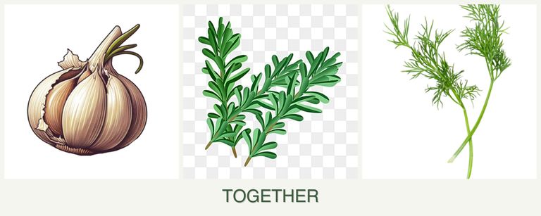 Can you plant garlic, rosemary and dill together?