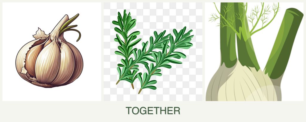 Can you plant garlic, rosemary and fennel together?