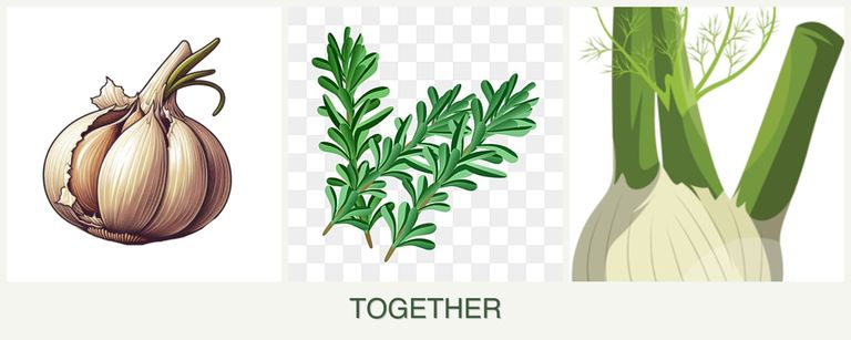 Can you plant garlic, rosemary and fennel together?