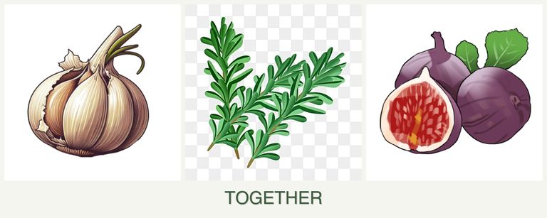 Can you plant garlic, rosemary and figs together?