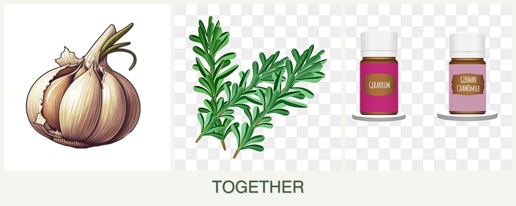 Can you plant garlic, rosemary and geraniums together?
