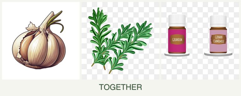 Can you plant garlic, rosemary and geraniums together?