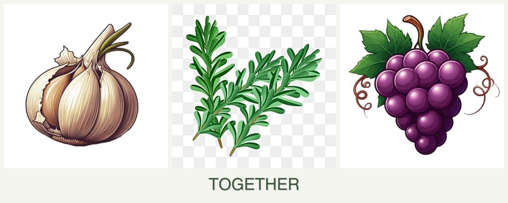 Can you plant garlic, rosemary and grapes together?