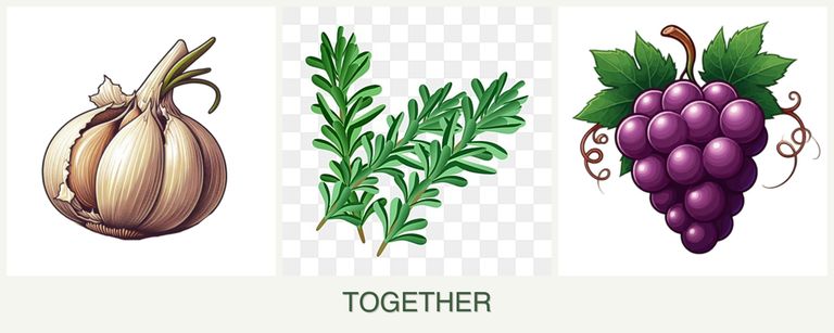 Can you plant garlic, rosemary and grapes together?