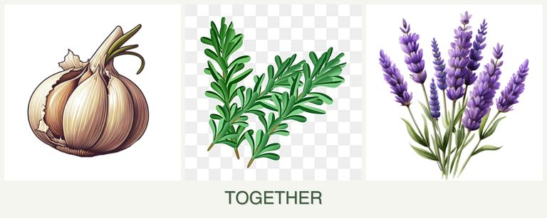 Can you plant garlic, rosemary and lavender together?