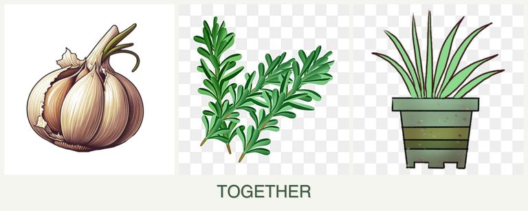 Can you plant garlic, rosemary and lemongrass together?