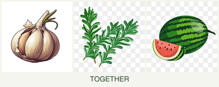 Can you plant garlic, rosemary and melons together?