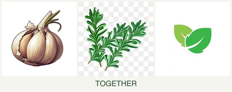 Can you plant garlic, rosemary and mint together?