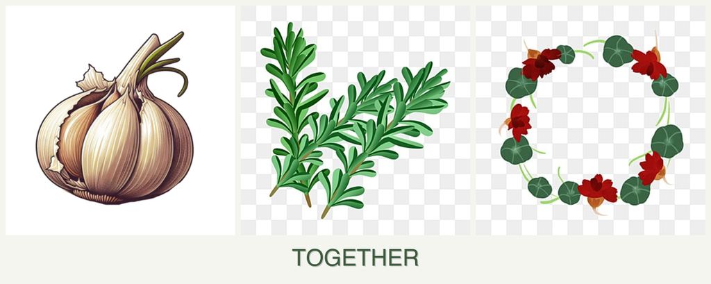 Can you plant garlic, rosemary and nasturtiums together?