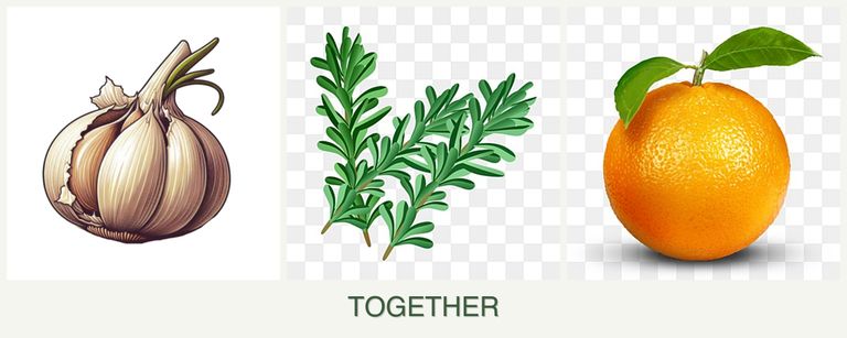 Can you plant garlic, rosemary and oranges together?