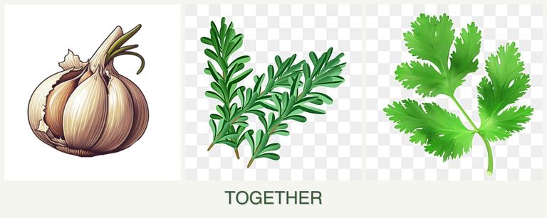 Can you plant garlic, rosemary and parsley together?