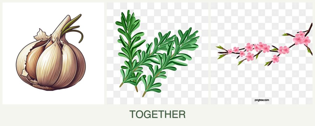 Can you plant garlic, rosemary and peaches together?