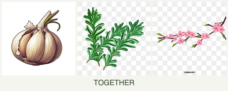 Can you plant garlic, rosemary and peaches together?