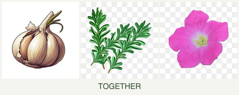Can you plant garlic, rosemary and petunias together?