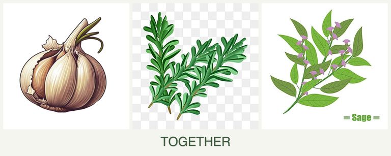 Can you plant garlic, rosemary and sage together?