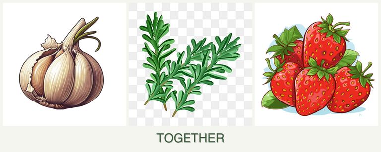 Can you plant garlic, rosemary and strawberries together?
