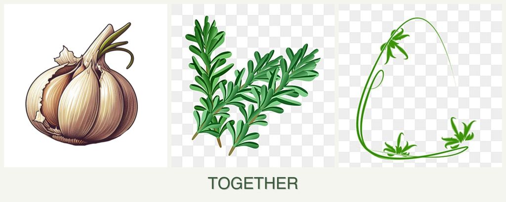Can you plant garlic, rosemary and tarragon together?