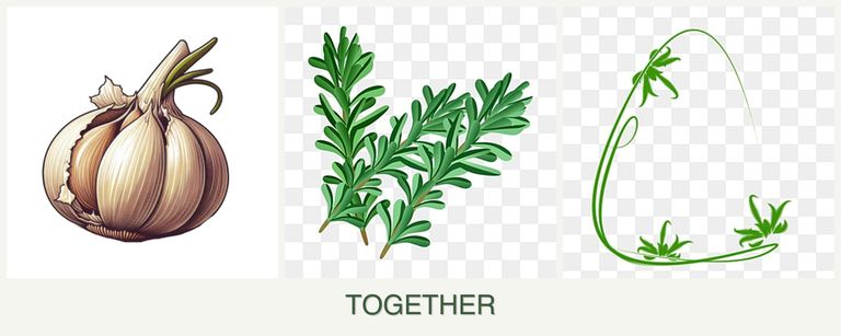 Can you plant garlic, rosemary and tarragon together?