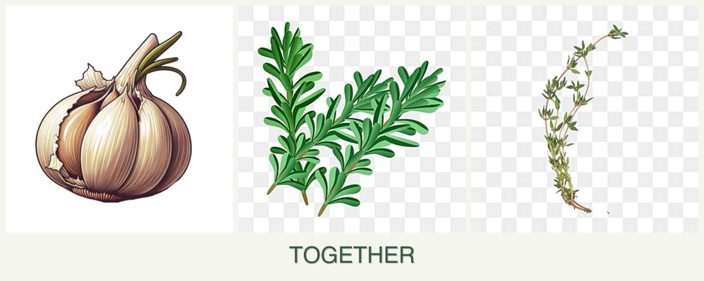 Can you plant garlic, rosemary and thyme together?