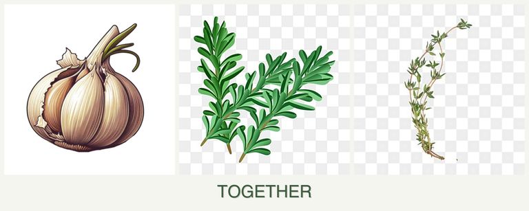 Can you plant garlic, rosemary and thyme together?