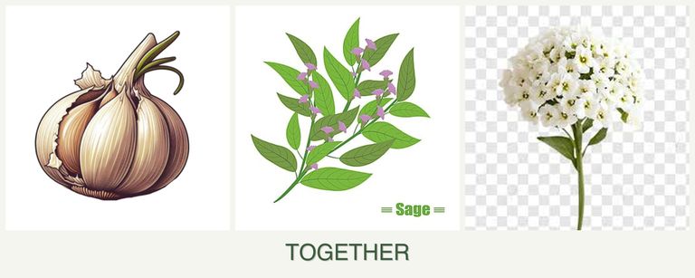 Can you plant garlic, sage and alyssum together?
