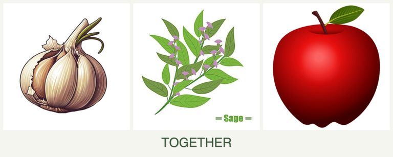 Can you plant garlic, sage and apples together?