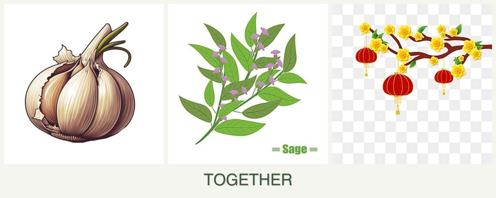 Can you plant garlic, sage and apricots together?