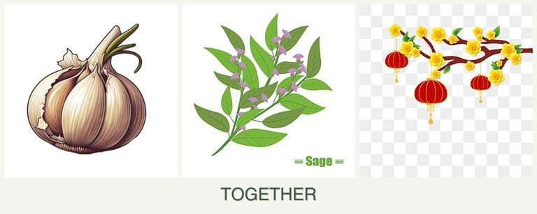 Can you plant garlic, sage and apricots together?