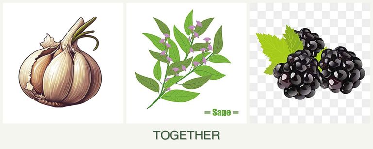 Can you plant garlic, sage and blackberries together?