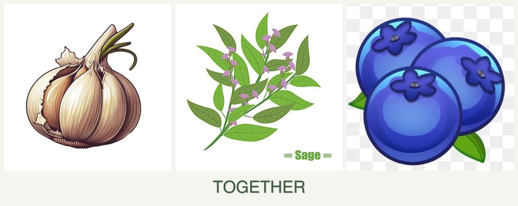 Can you plant garlic, sage and blueberries together?