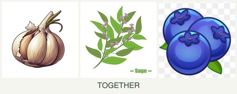 Can you plant garlic, sage and blueberries together?