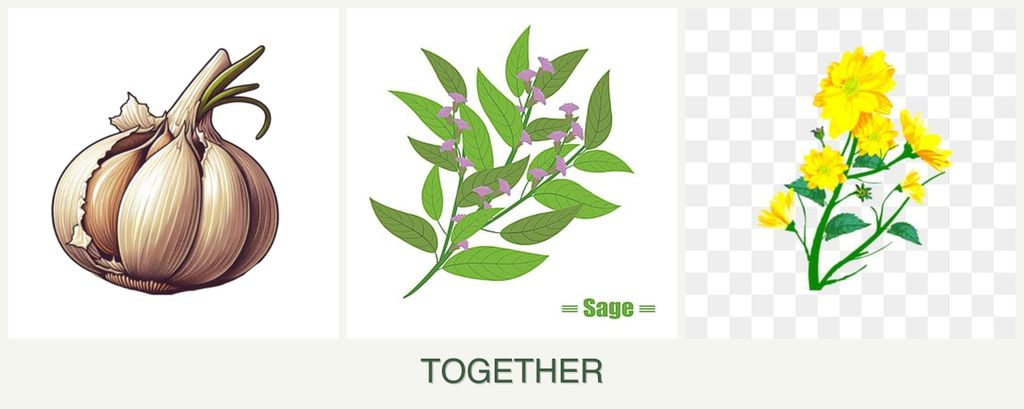 Can you plant garlic, sage and calendula together?