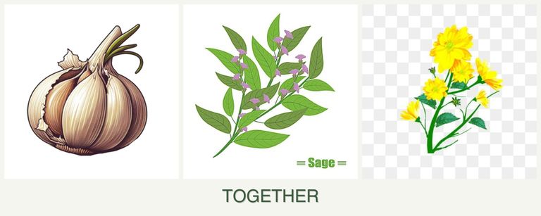 Can you plant garlic, sage and calendula together?