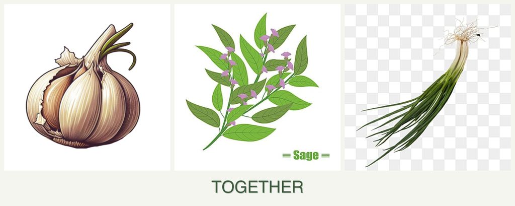 Can you plant garlic, sage and chives together?