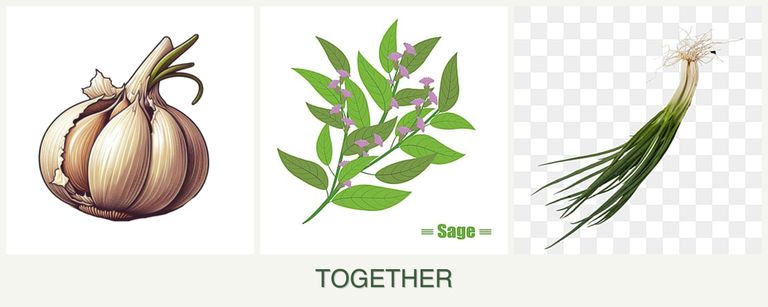 Can you plant garlic, sage and chives together?