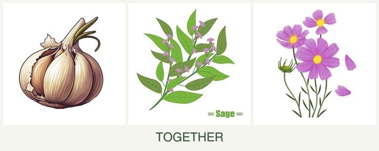 Can you plant garlic, sage and cosmos together?