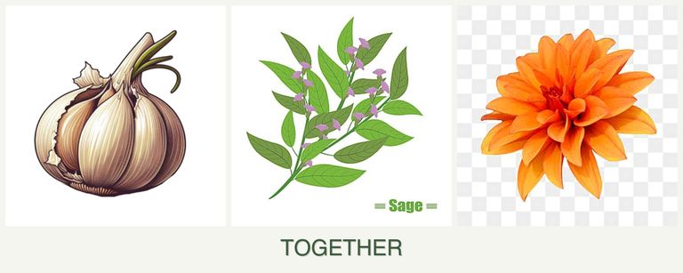 Can you plant garlic, sage and dahlias together?