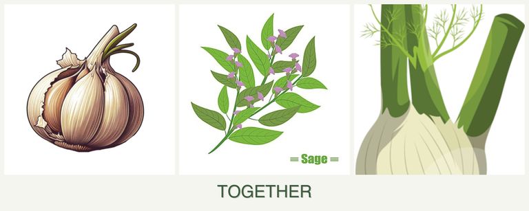 Can you plant garlic, sage and fennel together?
