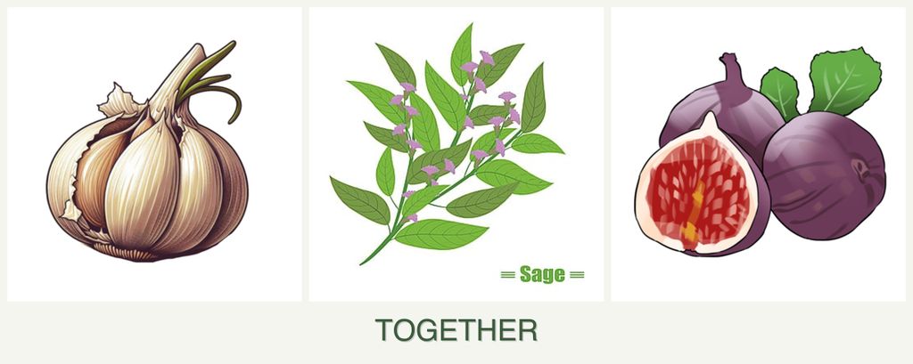 Can you plant garlic, sage and figs together?