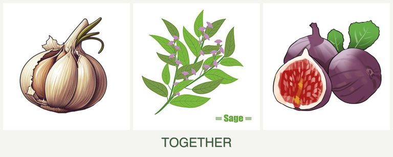 Can you plant garlic, sage and figs together?