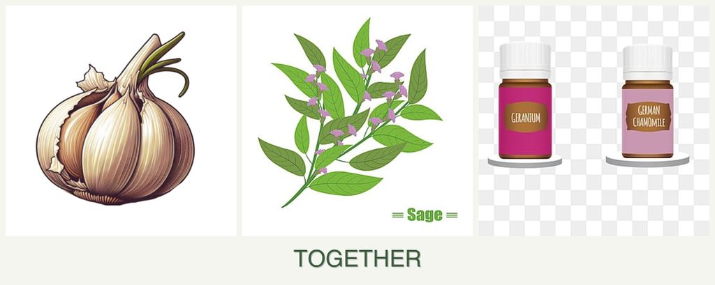 Can you plant garlic, sage and geraniums together?